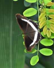 Eurytela hiarbas angustata