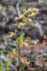 Oncidium hallii