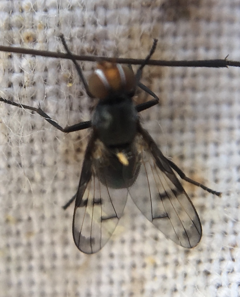 Herina nigrina