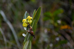 Epidendrum renilabium