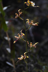 Oncidium hallii