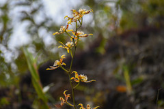 Oncidium hallii