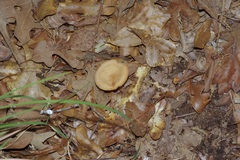 Lactifluus