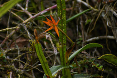 Epidendrum geminiochraceum