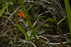 Epidendrum geminiochraceum