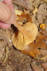 Lactifluus