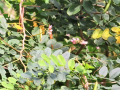 Indigofera jucunda