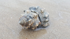 Stramonita canaliculata