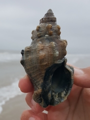 Stramonita canaliculata