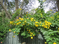 Senna pendula glabrata