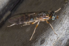 Merosargus caeruleifrons