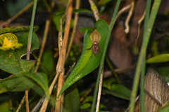 Pleurothallis macra