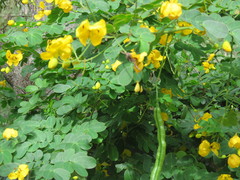 Senna pendula glabrata