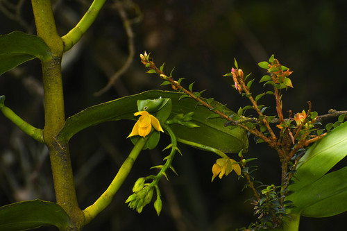 Epidendrum pallatangae Schltr. 3