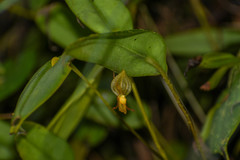 Pleurothallis macra