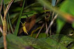 Pleurothallis macra