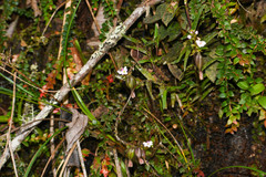 Epidendrum fimbriatum