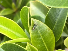 Cosmophasis micarioides