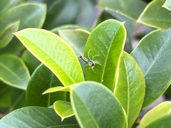 Cosmophasis micarioides