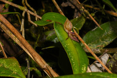 Pleurothallis macra