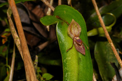 Pleurothallis macra