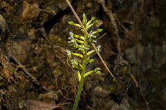 Cranichis ciliata
