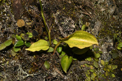 Cranichis ciliata