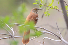 Toxostoma rufum longicauda
