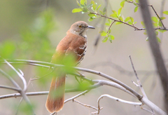 Toxostoma rufum longicauda
