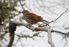 Toxostoma rufum longicauda