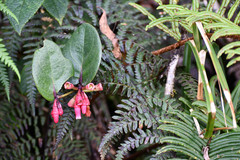Macleania rupestris