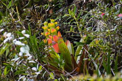 Guzmania gloriosa