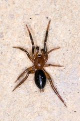 Drassyllus