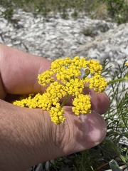 Harbouria trachypleura