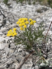 Harbouria trachypleura