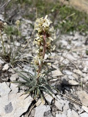 Ipomopsis spicata spicata