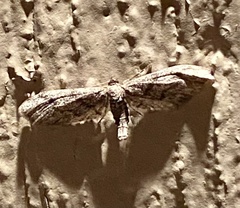 Glaucina erroraria