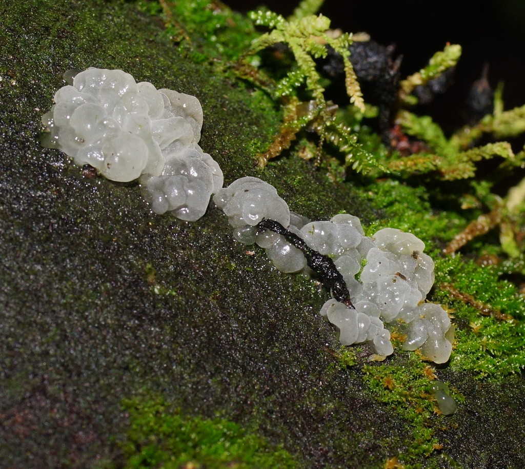 Tremella globispora