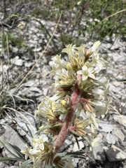 Ipomopsis spicata spicata