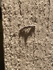 Glaucina erroraria