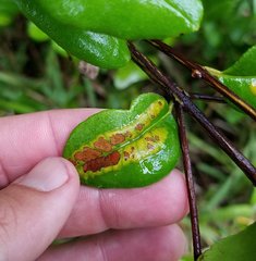 Chilocampyla