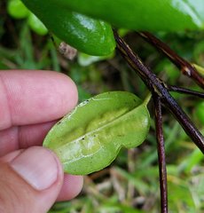Chilocampyla