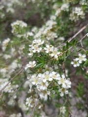 Sannantha angusta