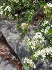 Sannantha angusta