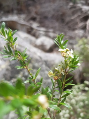 Sannantha angusta