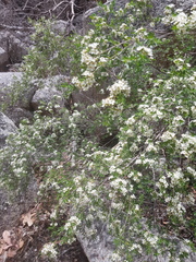 Sannantha angusta