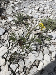 Harbouria trachypleura