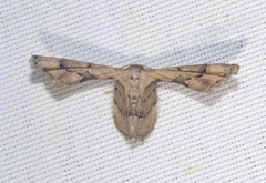 Antiplecta triangularis