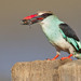 Blue-breasted Kingfisher - Photo (c) Paul Cools, some rights reserved (CC BY-NC)