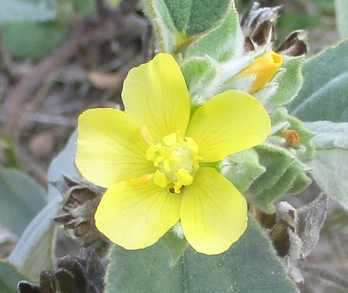 Melhania forbesii image